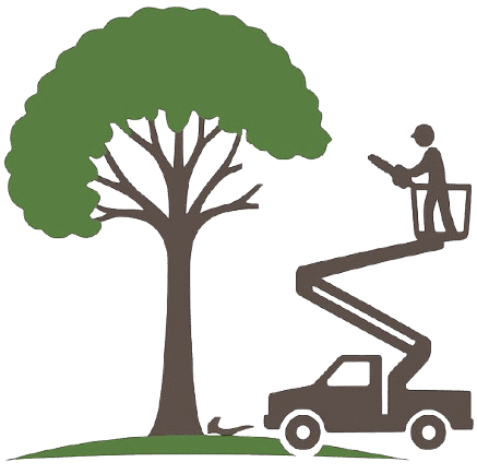 Wycinka drzew Wrocław