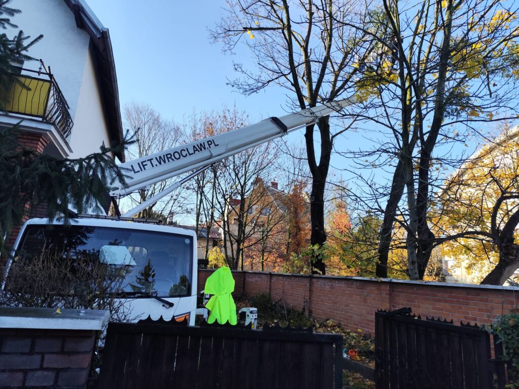 pielęgnacja lip z wykorzystaniem podnośnika koszowego