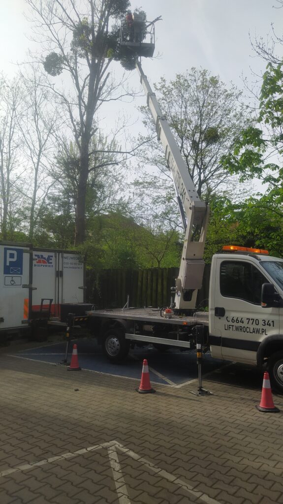 usuwanie jemioły z drzew wrocław i okolice