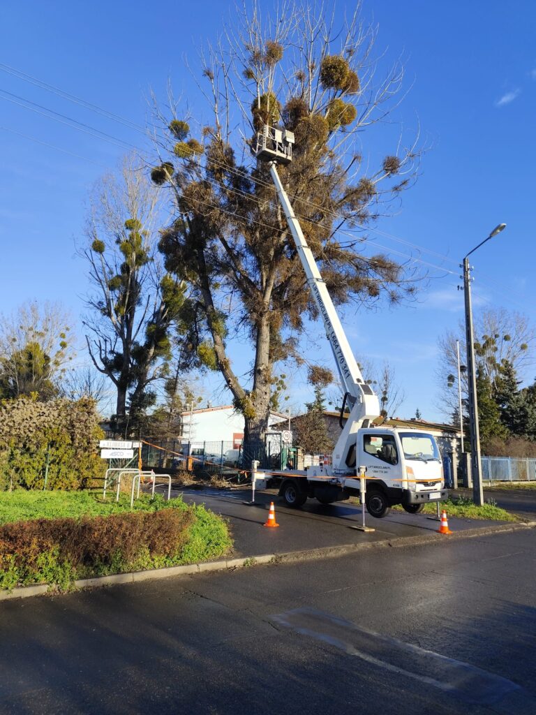 wycinka i pielęgnacja drzew