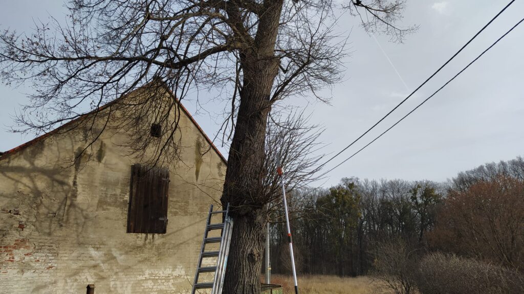 przycinanie drzew z wykorzystaniem drabiny, uprzęży i tyczki z piłą