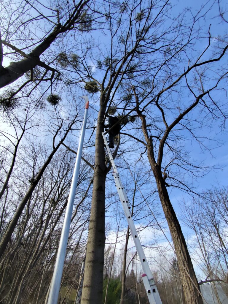 Kiedy warto rozważyć prace pielęgnacji drzew