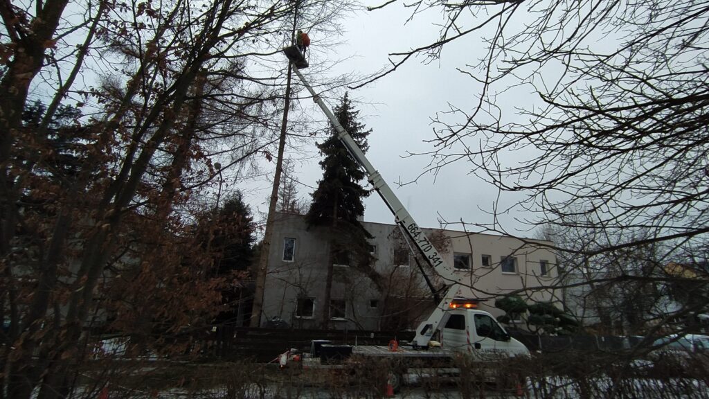 wycinka drzew z podnośnika koszowego