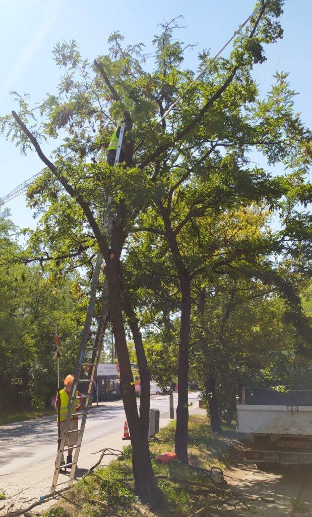 wycinka i pielęgnacja drzew