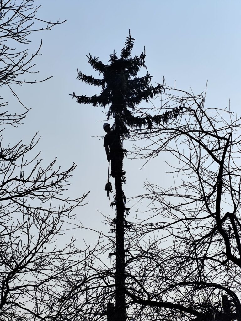 jakie uprawnienia są potrzebne do wycinki drzew