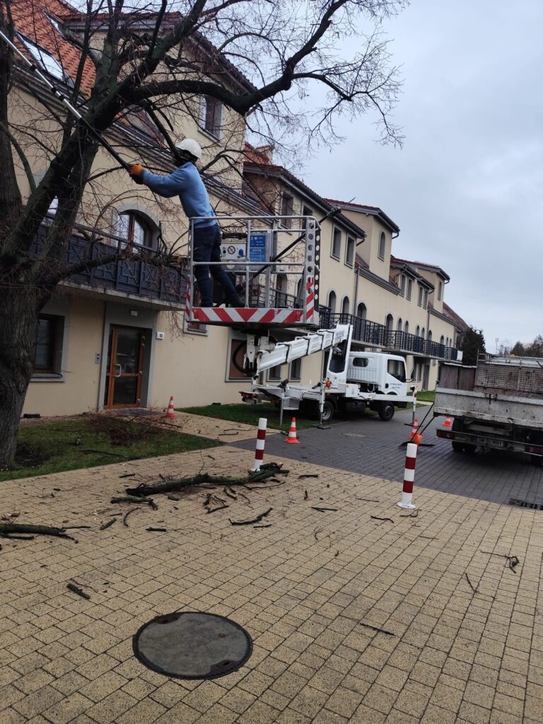 kiedy wycinka drzew jest konieczna