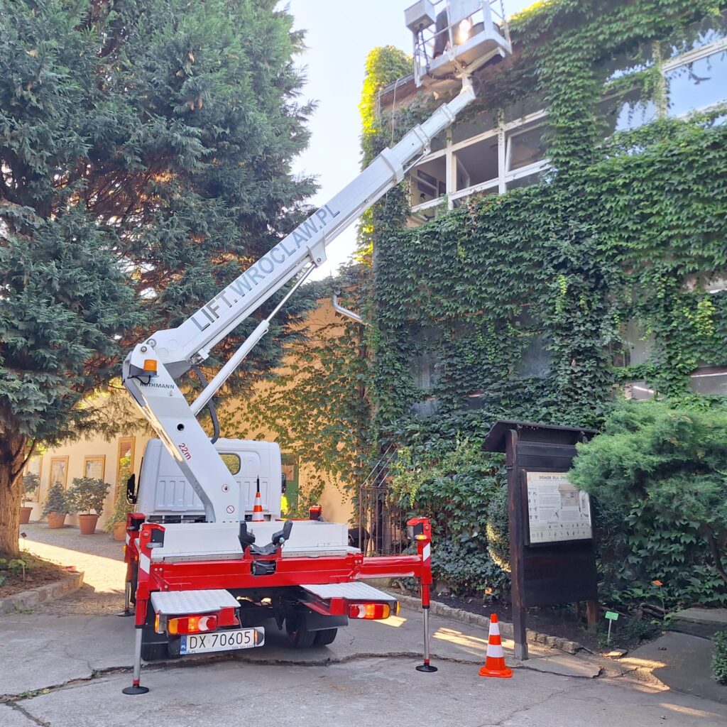 odsłanianie okien z bluszczu