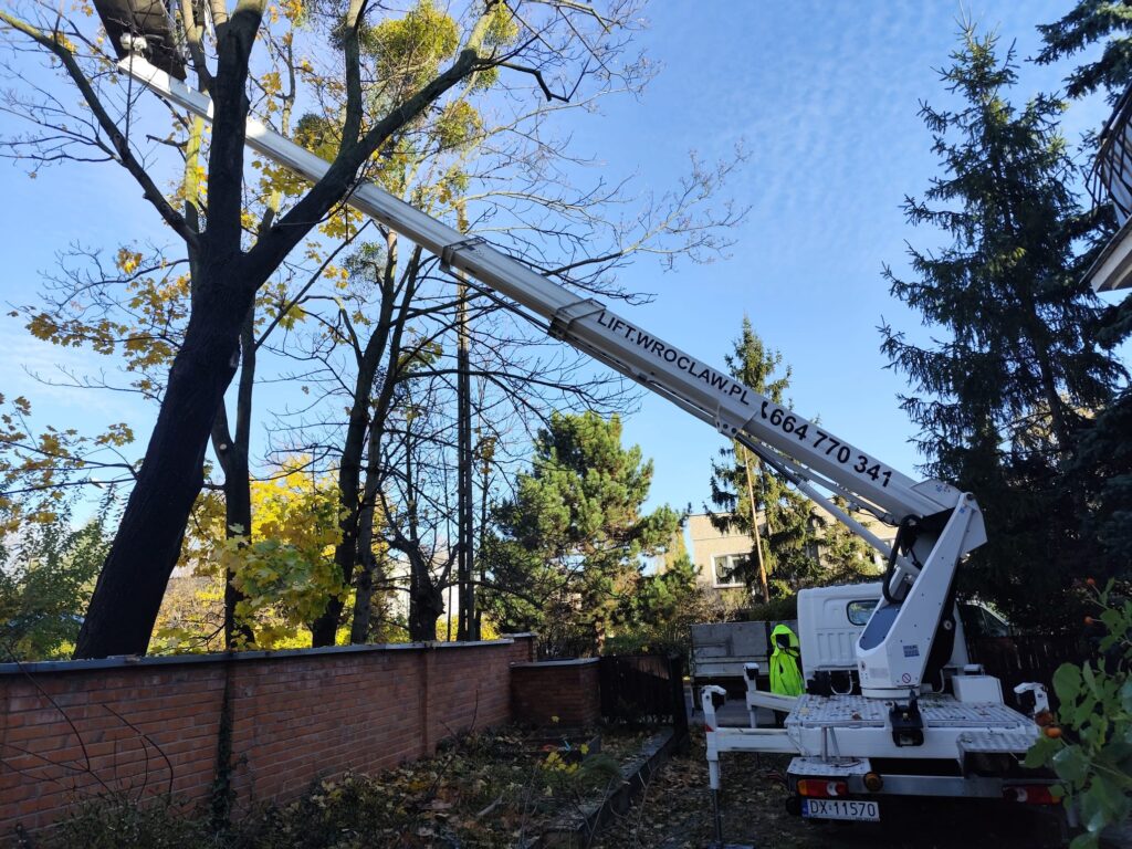 przycinanie drzew z wykorzystaniem podnośnika koszowego