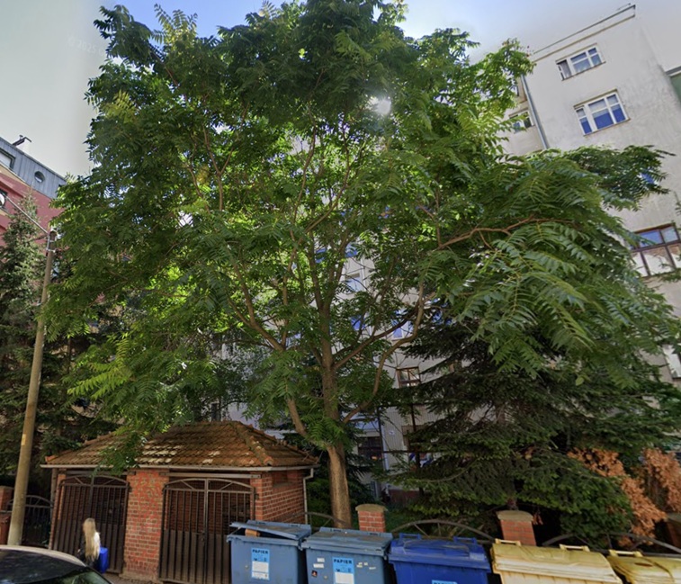 czym jest bożodrzew gruczołowaty