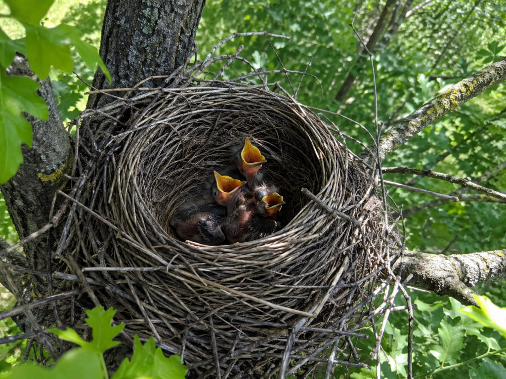 okres lęgowy ptaków a wycinka drzew