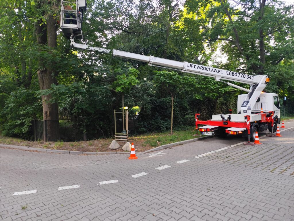 wycinka drzew w mieście
