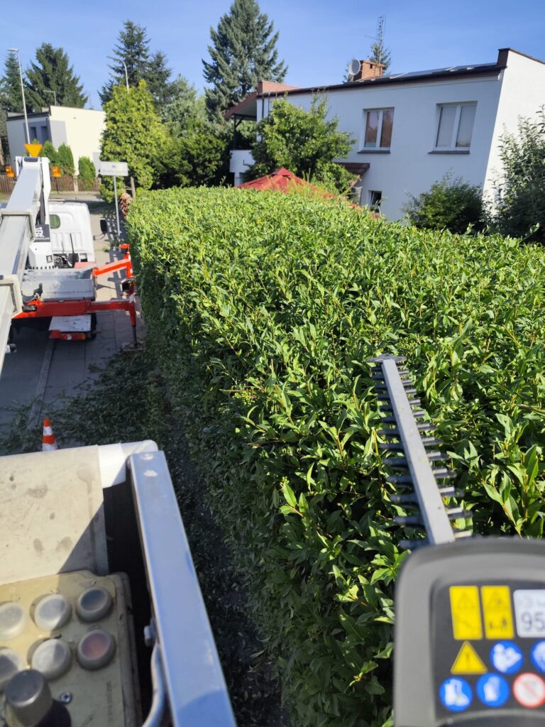 Przycinanie wysokich żywopłotów z wykorzystaniem podnośnika koszowego przycinanie wysokich żywopłotów