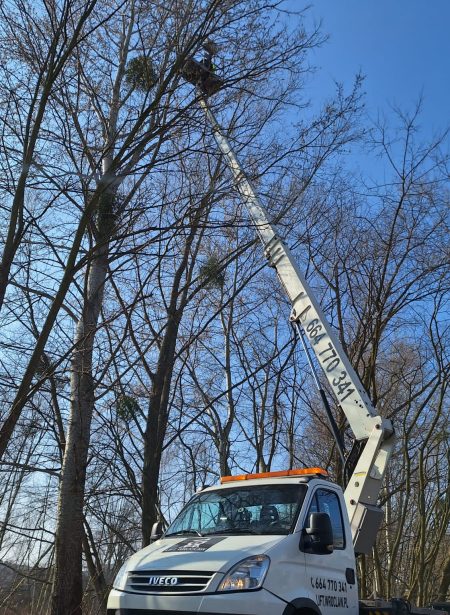 pielegnacja drzew podnosnik koszowy lift wroclaw sciagnie jemioly.jpg