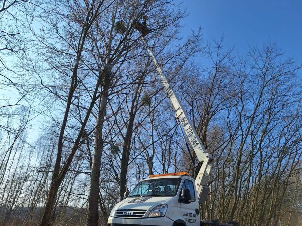 pielęgnacja drzew podnośnik koszowy lift wroclaw ściągnie jemioły