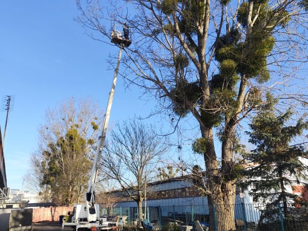 cięcie pielęgnacja drzew kobierzyce lift wroclaw