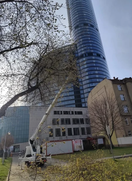 pielęgnacja drzew szpital hiszfelda