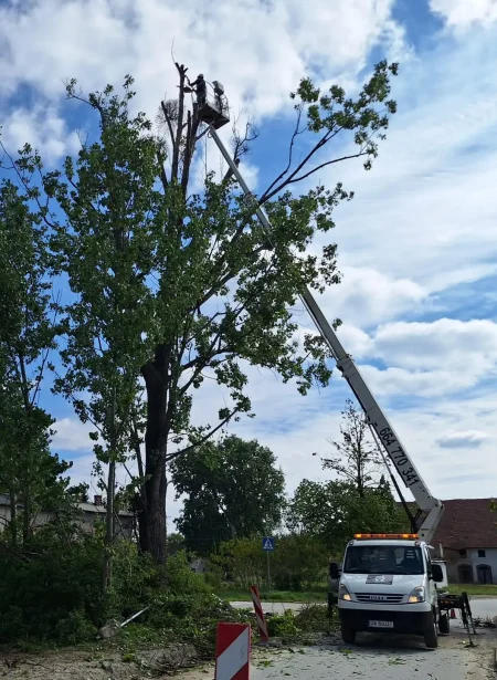 pielegnacja drzewa lift wroclaw podnosnik koszowy zwyzka.jpg