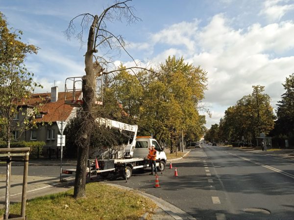 wycinka drzew podnośnik koszowy lift wroclaw
